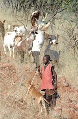 Young Himba keeping a herd of Sheep in Namibia
