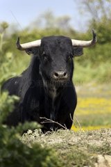 Portrait of Camargue Bull France