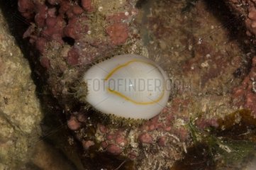 Ring Cowrie on rock New Caledonia