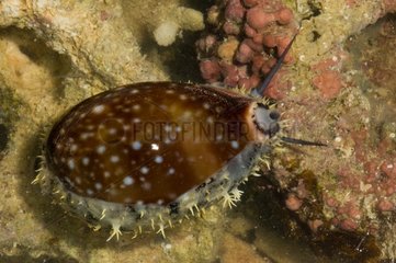 Pacific deer cowrie on rock New Caledonia