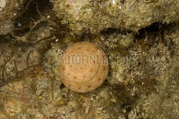 Top shell Clandulus New Caledonia