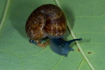 Snail on a leaf Allodiscus saisseti New Caledonia