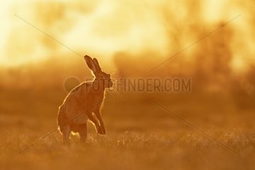 Brown Hare in a meadow at sunset at spring