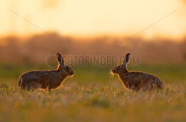 Brown Hares in a meadow at sunset at spring