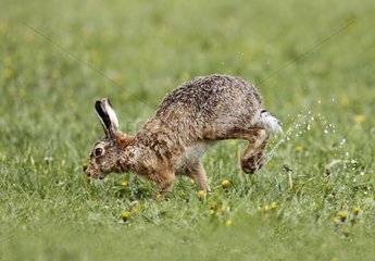 Brown Hare running in a wet meadow at spring