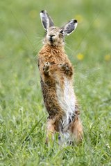 Brown Hare shaking itself in a wet meadow at spring