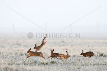 Brown Hares chassing each other in a meadow