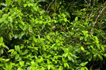 White-headed Capuchin on foliage PN Tortuguero Costa Rica