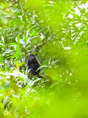 Mantled Howler Monkey on tree PN Tortuguero Costa Rica