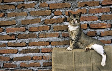 Cat laid down against a brick wall Java