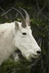 Portrait of a male Mountain Goat Montana USA