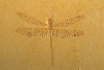 Dragonfly Fossil Green River Formation Wyoming USA