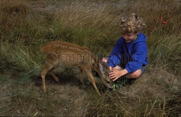 Child caressing a Roe deer fawn Spain