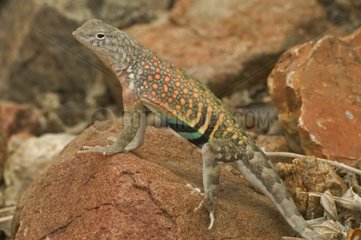 Male Greater Earless Lizard in breeding colors Arizona USA