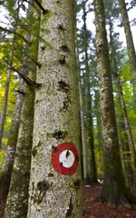 Marked tree in the forest of the Risnjak NP in Croatia