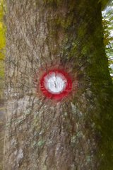 Marked tree in the forest of the Risnjak NP in Croatia