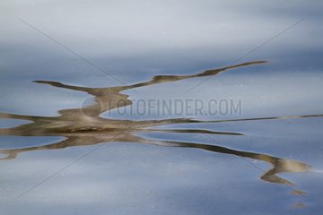 Reflections on the ice of a frozen lake Hautes-Vosges France