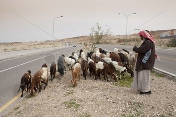 Breeder Palestinian Goats on the shores of the Dead Sea