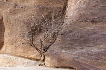 Tree growing in the sandstone city of Petra in Jordan
