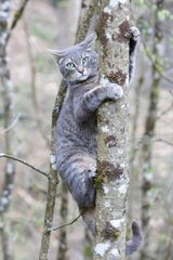 European cat tabby climbing along a trunk France