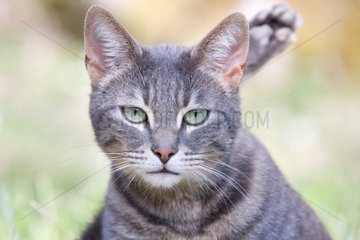 Portrait of Tabby Cat European France