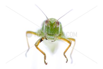 Green Mountain Grasshopper on white background