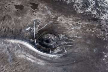 The eye of a Gray whale Pacific lagoons Baja California
