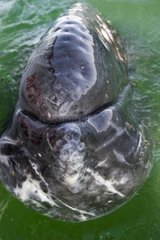 A gray whale head beside a boat Baja California