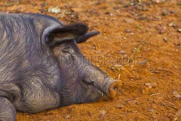 Iberian pig lying in the earth Andalusia Spain
