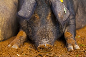 Iberian pig lying in the earth Andalusia Spain