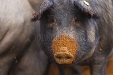 Iberian pig in the earth Andalusia Spain