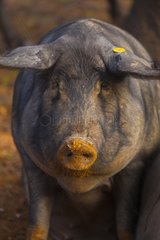 Iberian pig in the earth Andalusia Spain
