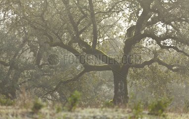 Holly Oak in Aracena Natural Park Andalusia Spain