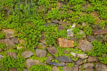Vegetation on a wall Sierra de Aracena Andalusia Spain