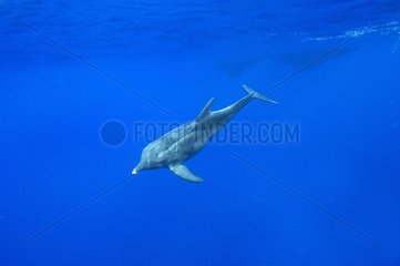 Rough toothed dolphin swimming Eastern Caribbean
