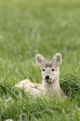 Chinese Watter Deer resting in a meadow at spring GB
