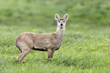 Chinese Watter Deer standing in a meadow at spring GB