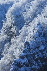 Snowy forest in winter Plitvice Lakes NP Croatia