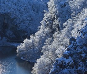 Snowy forest and lake in winter Plitvice Lakes NP Croatia