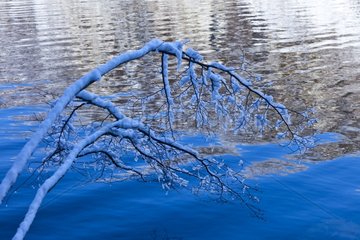 Snowy branch and lake in winter Plitvice Lakes NP Croatia