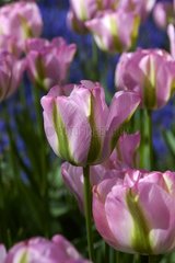 Tulipe viridiflora 'Groenland'