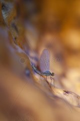 Mayfly on a dead leaf France