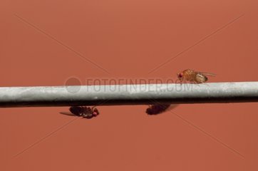 Drosophila on a clothesline in a garden France