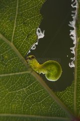 Caterpillar munching a leaf Burgundy France