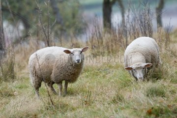 Sheep in the meadow with wool winter Belfort