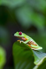 Red-eyed Treefrog Costa Rica