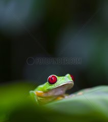 Portrait of a Red-eyed Treefrog Costa Rica