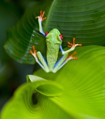 Red-eyed Treefrog on a leaf Costa Rica