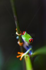 Red-eyed Treefrog in Costa Rica