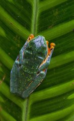 Splendid Treefrog on a leaf in Costa Rica